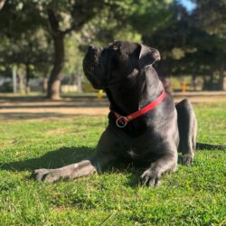 ΧΕΙΡΟΠΟΙΗΤΟ ΔΕΡΜΑΤΙΝΟ ΠΕΡΙΛΑΙΜΙΟ/ΠΝΙΧΤΗΣ ΑΠΟ ΓΝΗΣΙΟ ΔΕΡΜΑ ΜΕ ΧΑΡΑΞΗ