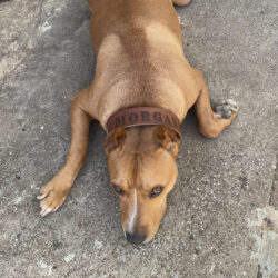 Περιλαίμιο με Χάραξη